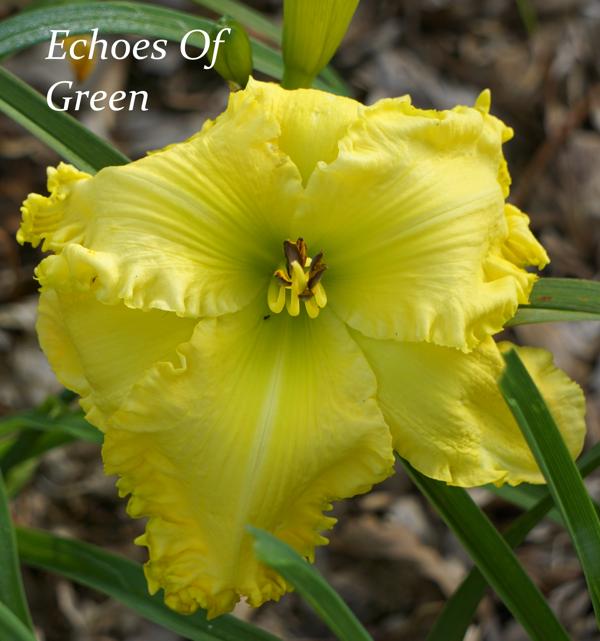 Echoes Of Green2