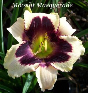 Moonlit Masquerade
