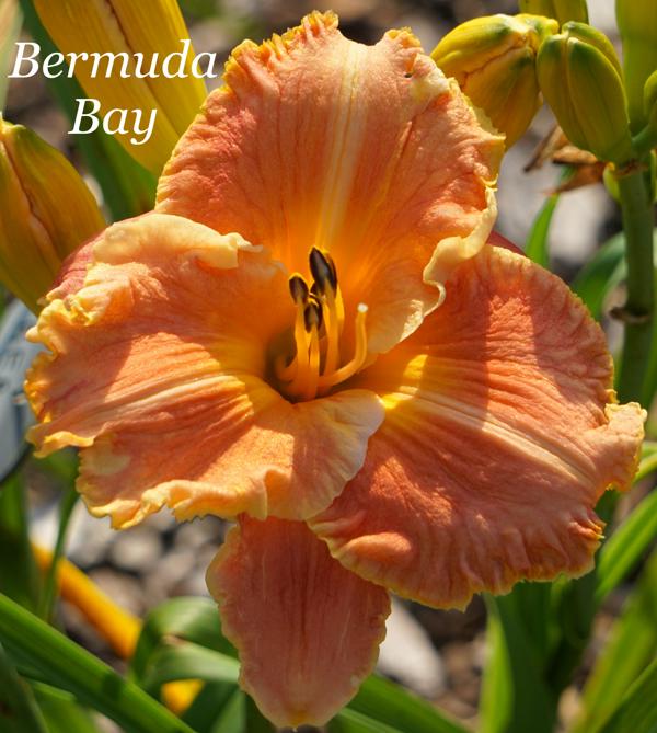 Bermuda Bay2