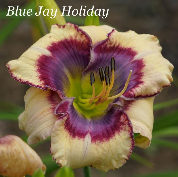 Blue Jay Holiday2