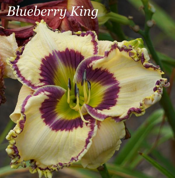 Blueberry King2