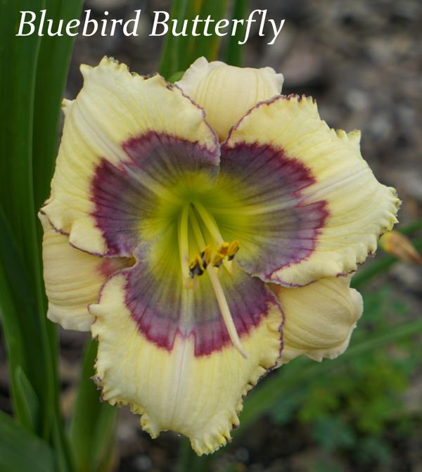 Bluebird Butterfly2