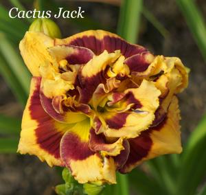 Cactus Jack