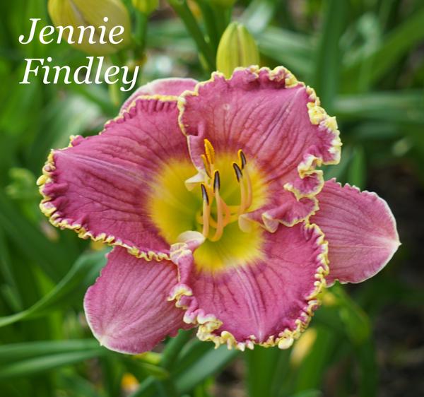 Jennie Findley