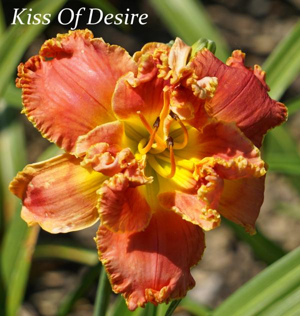 Kiss Of Desire2