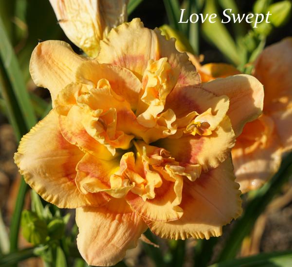 Love Swept