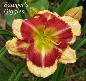 Sawyers Giggles