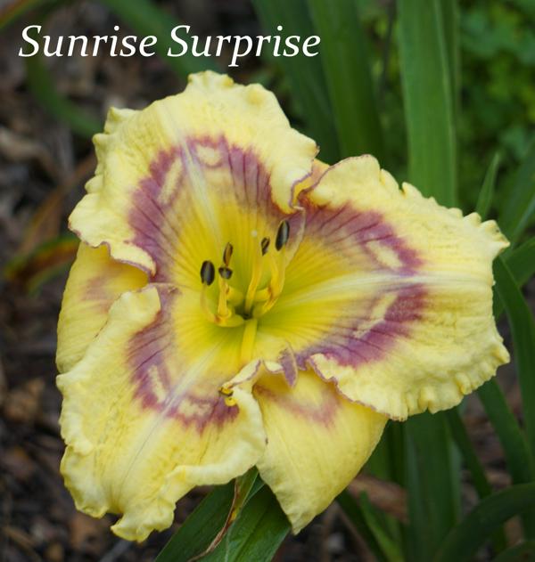 Sunrise Surprise