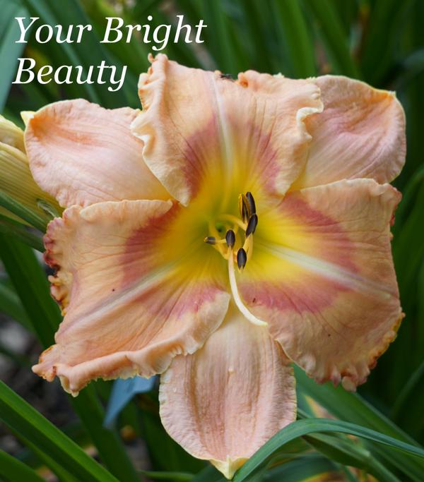 Your Bright Beauty2