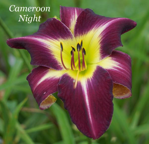 Cameroon Night2