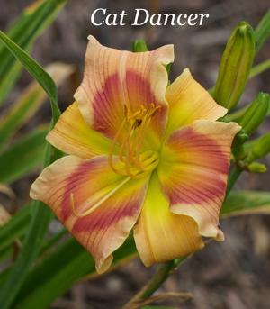 Cat Dancer