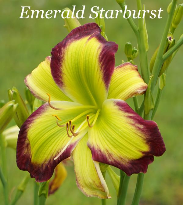 Emerald Starburst2