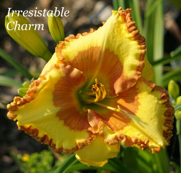 Irresistable Charm2
