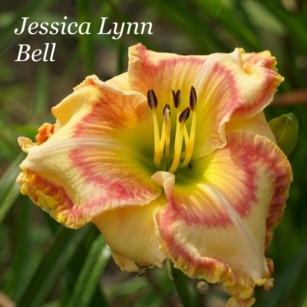 Jessica Lynn Bell2