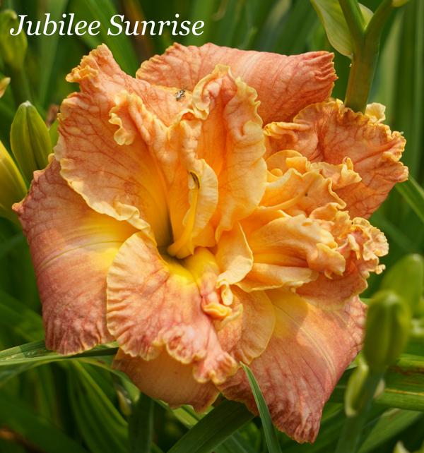 Jubilee Sunrise2