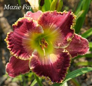 Mazie Farr