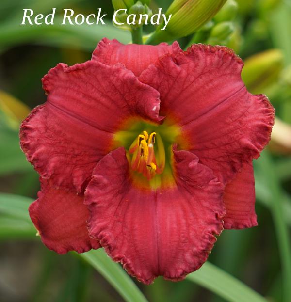 Red Rock Candy2
