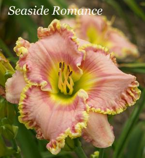 Seaside Romance