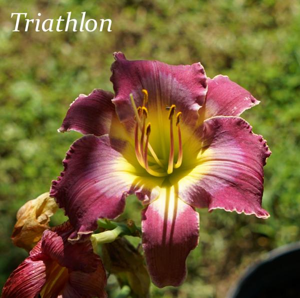 Triathlon