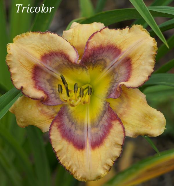 Tricolor2