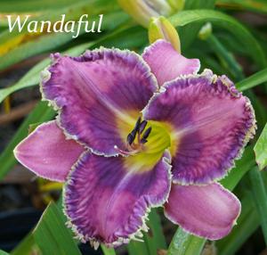 Wandaful