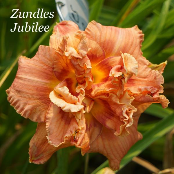 Zundles Jubilee2